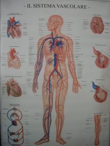 il sistema vascolare