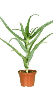 Aloe Arborescens di 5 anni
